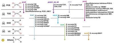 Functional Genes and Bacterial Communities During Organohalide Respiration of Chloroethenes in Microcosms of Multi-Contaminated Groundwater